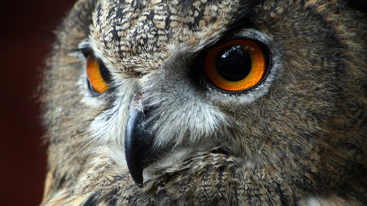 Eurasian Eagle Owl