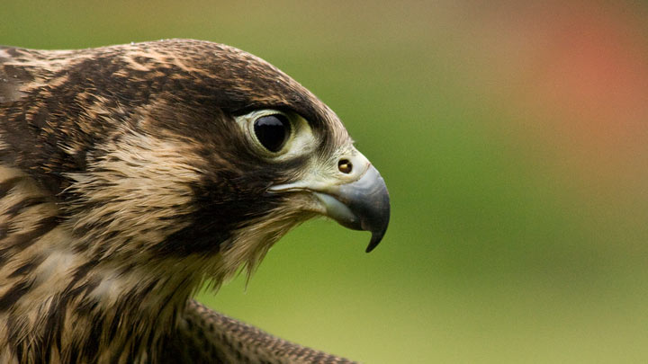 Peregrine Falcon Portrait
