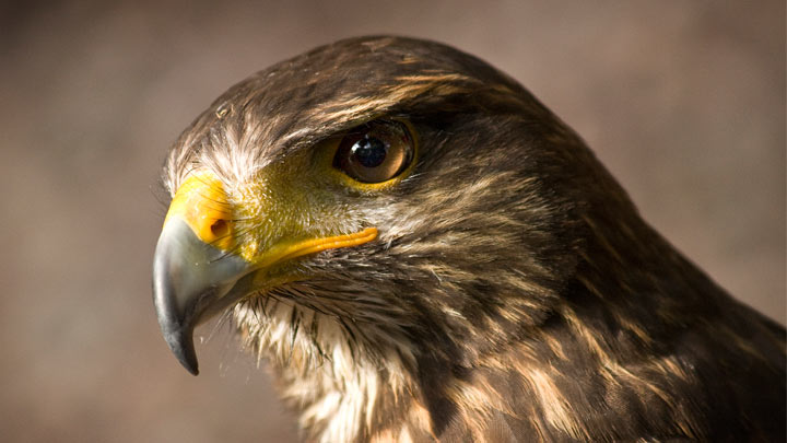 Red-Tailed Hawk Portrait