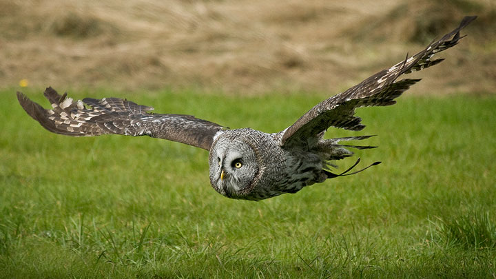 Great Grey Owl