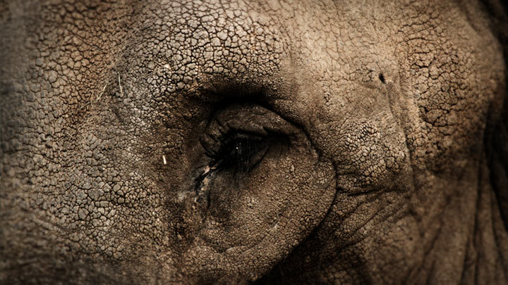 Eye of the Elephant