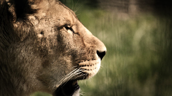 Lioness Portrait